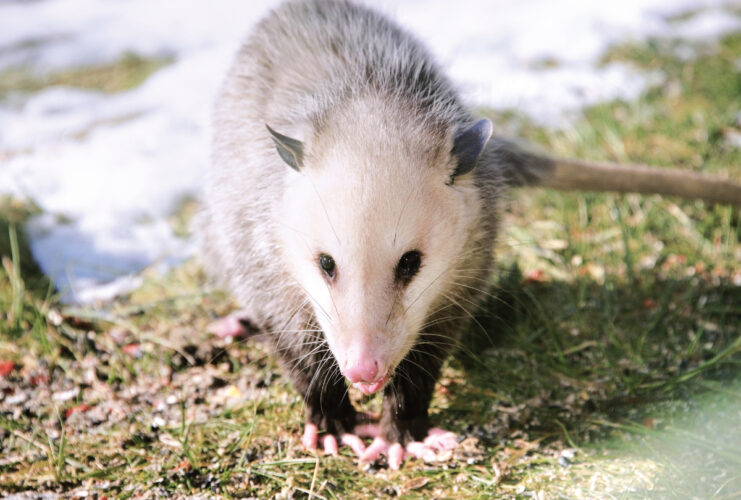 Meet the opossum